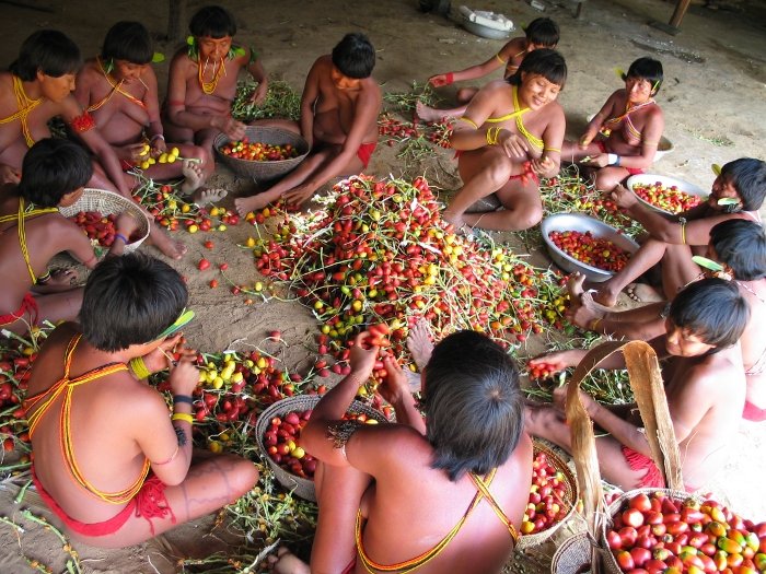 The Food of the Native Brazilians