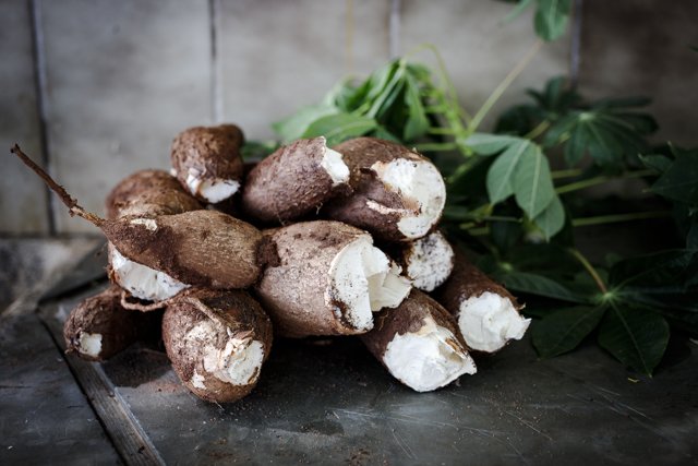 The cultivation of cassava by Brazilian Indians